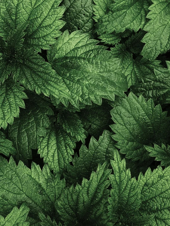 Sérum exfoliante para el cuero cabelludo, 30 ml / 1,01 fl oz