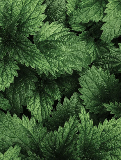 Sérum exfoliante para el cuero cabelludo, 30 ml / 1,01 fl oz